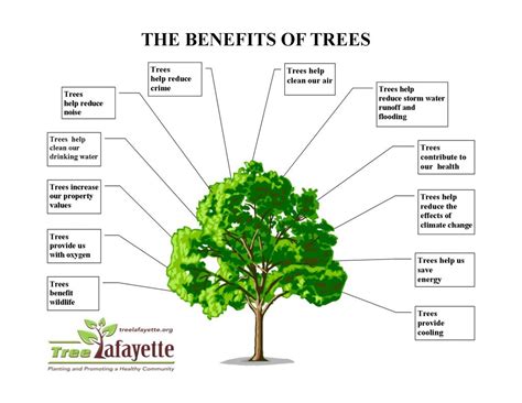 The Many Benefits of Trees | Tree Lafayette