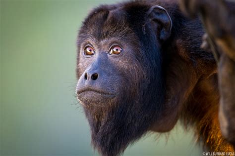 Howler Face | Will Burrard-Lucas