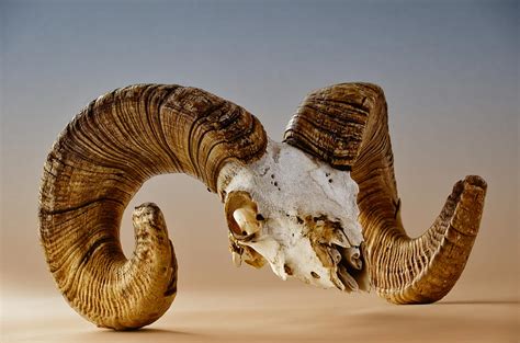 Bighorn Ram Skull Photograph by Evelyn Harrison