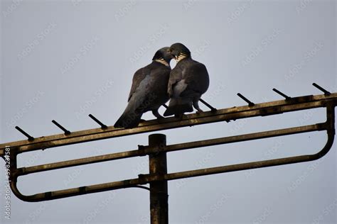 Mother Pigeon feeding to her little baby bird pigeon Stock Photo | Adobe Stock