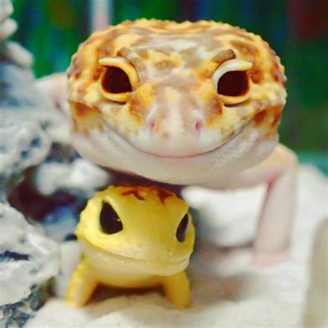 This Captivating Smiling Gecko Will Definitely Enliven Your Day