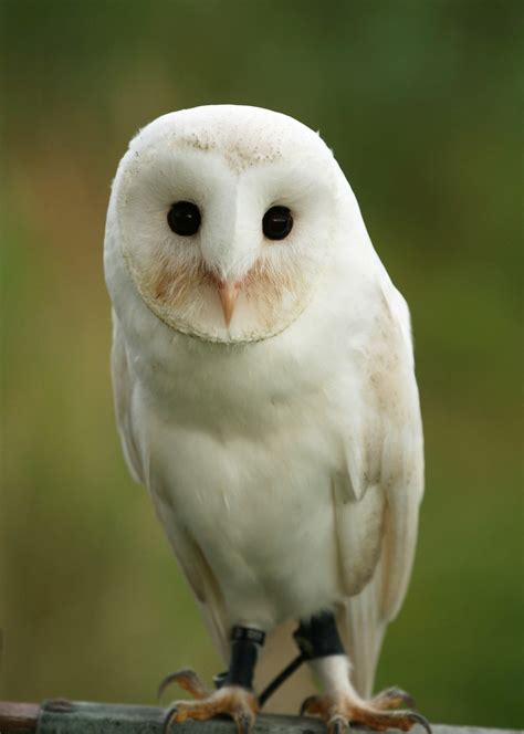 A white barn owl | A young barn owl | Wouter de Bruijn | Flickr