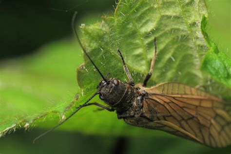 Alderfly – wildlifemacro