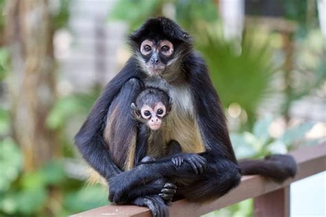 Do Spider Monkeys Make Good Pets? - A-Z Animals