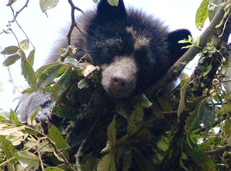 Spectacled Bear cubs caught on camera