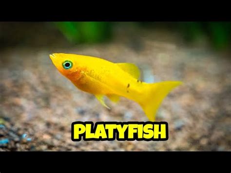 All You Need to Know About Platy Fish! Complete guide to platy breeding ...