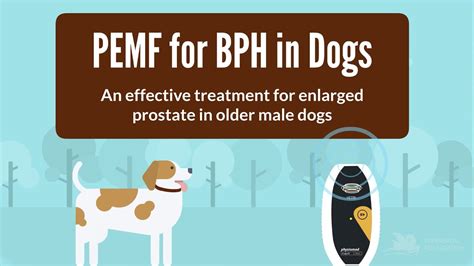 What Happens When A Dog Has An Enlarged Prostate