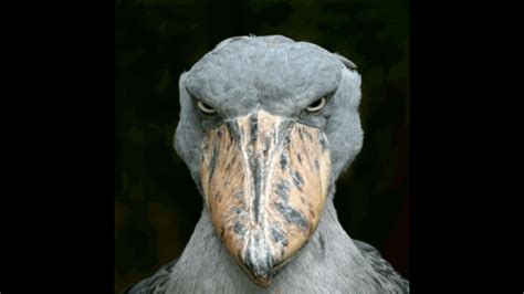 Angry Shoebill - YouTube