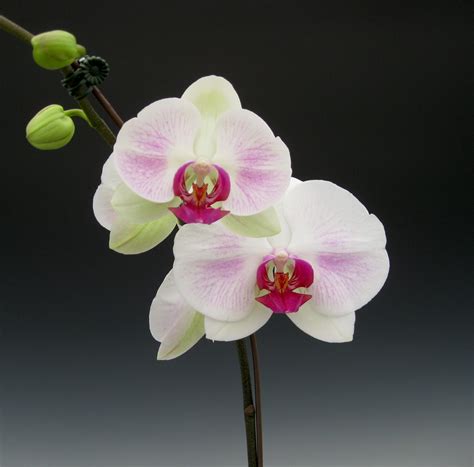 Mother's Day Orchid Flowers | Orchidaceous! Orchid Blog