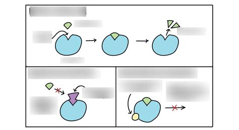 AP Biology | Enzyme Regulation Diagram | Quizlet