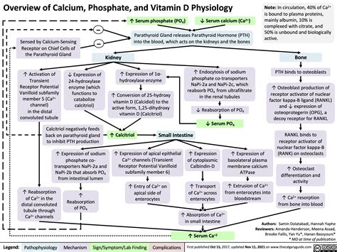 Overview of Calcium, Phosphate, and Vitamin D Physiology | Calgary Guide