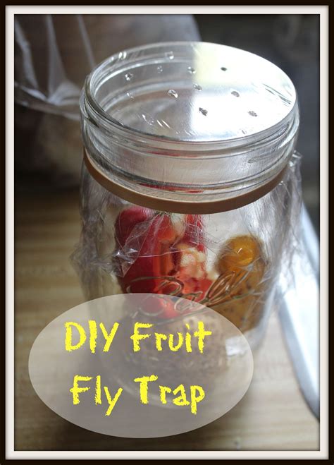 How to Get Rid of Fruit Flies | Diy fruit fly trap, Fruit flies, Fly traps