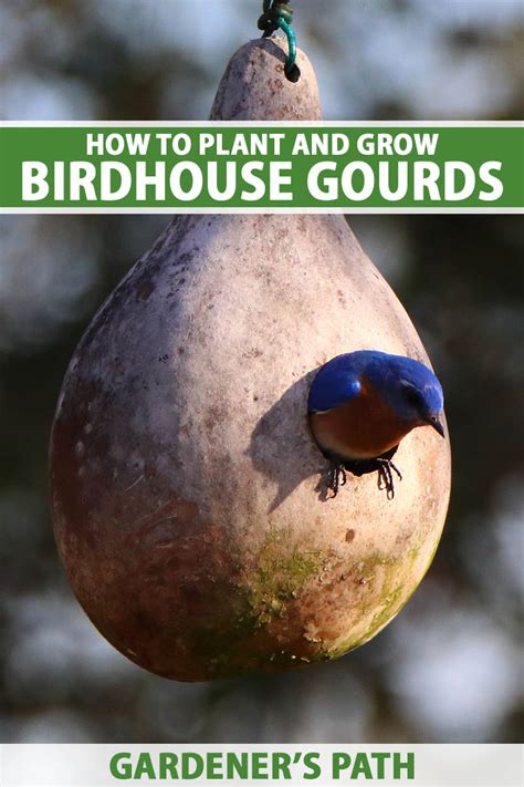 How to Grow and Harvest Birdhouse Gourds | Gardener's Path