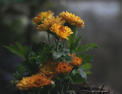 TRAVEL 2 SIKKIM: FLOWERS OF SIKKIM