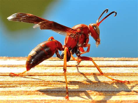 Red Wasps and Wasp Nests | 855Bugs - Pest Control & Exterminators