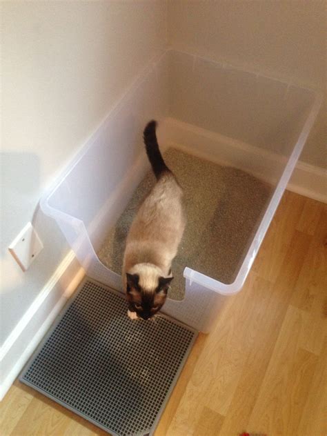 Litter boxes: get the scoop part 2! What should it be filled with and ...