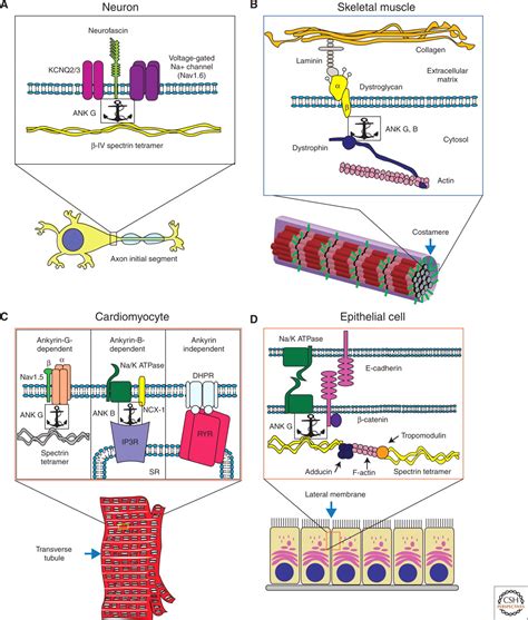 Membrane Domains Based on Ankyrin and Spectrin Associated with Cell–Cell Interactions