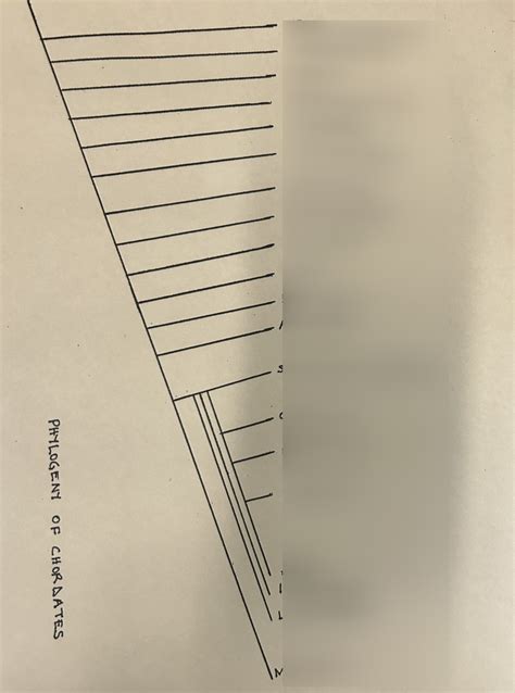 phylogeny of chordates Diagram | Quizlet
