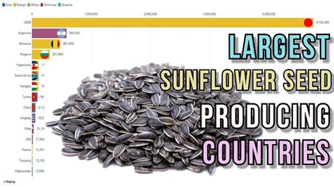 Largest sunflower seed producing countries - YouTube