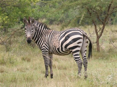 Some zebras are developing odd stripes, and humans could be to blame, says biologist | CBC Radio