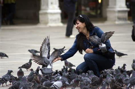 Venice bans pigeon feeding | EF Tours Blog