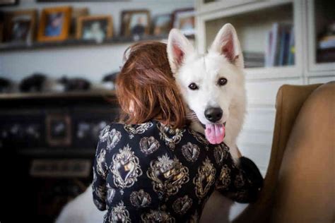 White swiss shepherd, Dog Breeds information - Full Of Dogs