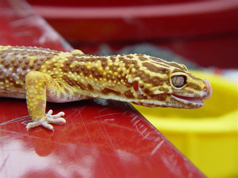 leopard gecko 3 Free Photo Download | FreeImages