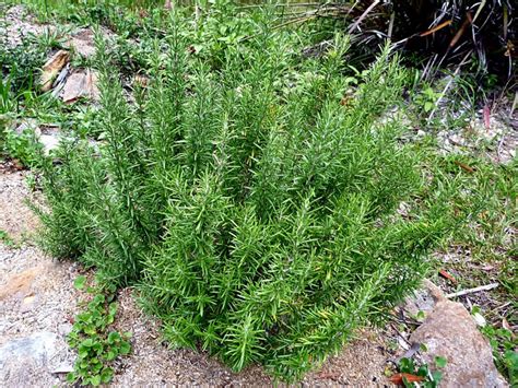 Rosemary herb | Growing and care easy tips - NatureBring