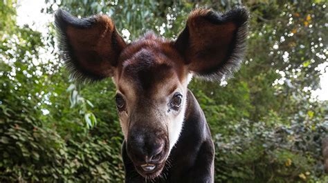 Okapi | San Diego Zoo Animals & Plants