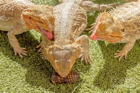 Pogona eating Photograph by Benny Marty