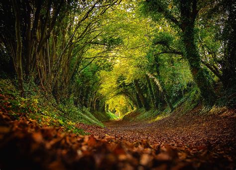 Halnaker Tree tunnel in autumn | The beautiful Halnaker Tree… | Flickr