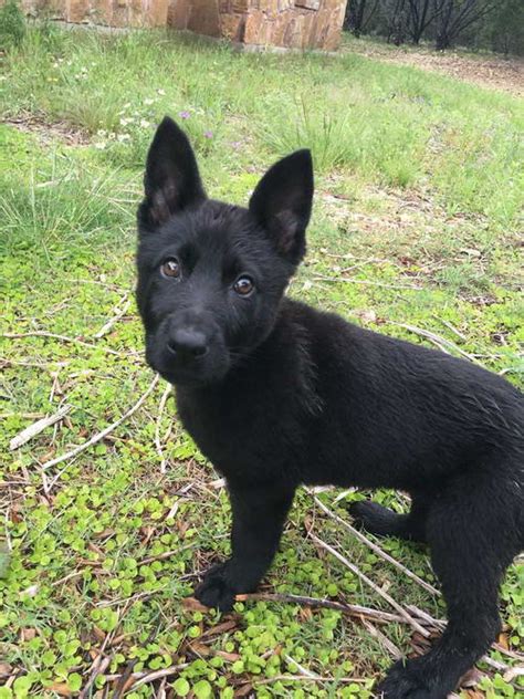 Recklessly: Black Silver Long Haired German Shepherd