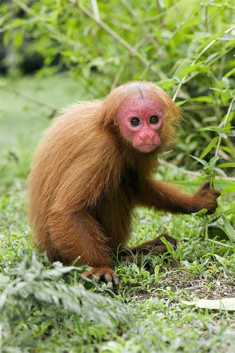 Red Bald Uakari by Tony Camacho | Uakari, Primates, Animals beautiful