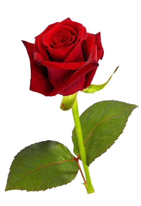 Single Red Rose PNG HD | Rose flower photos, Single red rose, Red rose flower