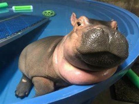 Baby Fiona the Hippo: Cincinnati Zoo pictures - CBS News