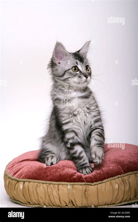 A cute 12 week old kitten Tabby posing for the camera Stock Photo - Alamy