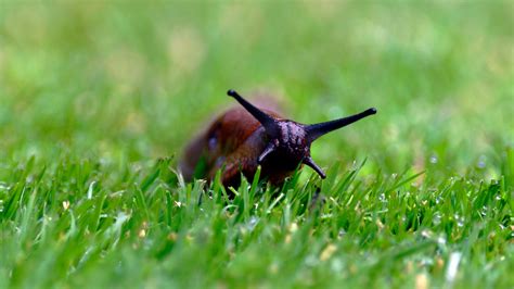 Slugs no longer classed as pests by RHS | Gardeningetc