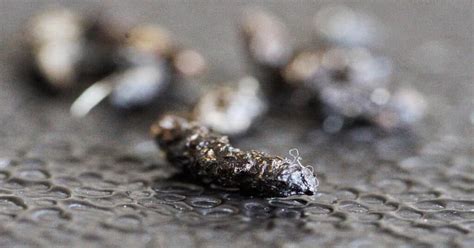 What Does Squirrel Poop Look Like? - Learn About Nature