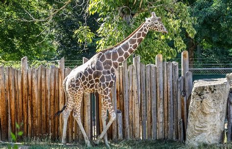 Giraffe Day at Zoo Boise | Downtown Boise, ID