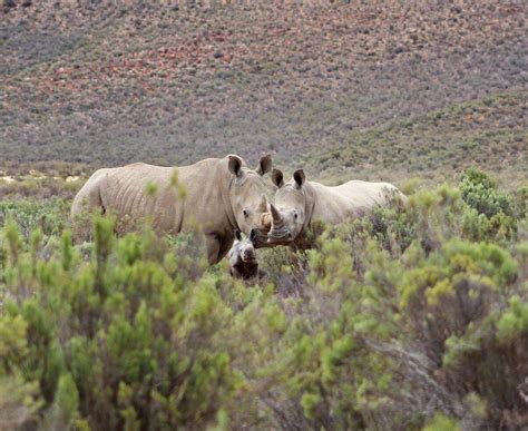 One Day Cape Town Safari Tours and Experiences in South Africa