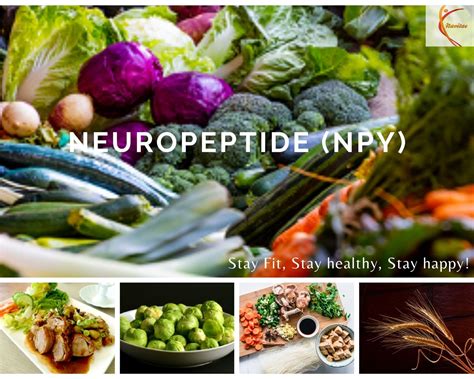 Neuropeptide Y – Navitae Inspiring Fitness