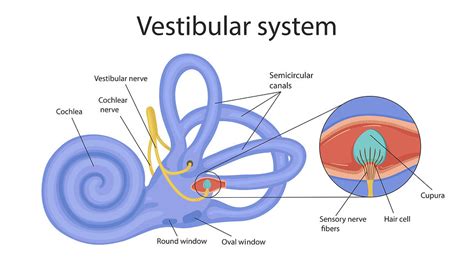 Your Body's "Sixth Sense": The Vestibular System