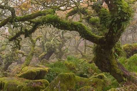 Gnarled and twisted ancient oak trees in Wistman's Wood, a stunted high ...