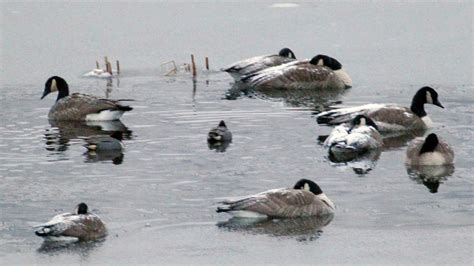 Wildlife Viewing in RMNP (U.S. National Park Service)