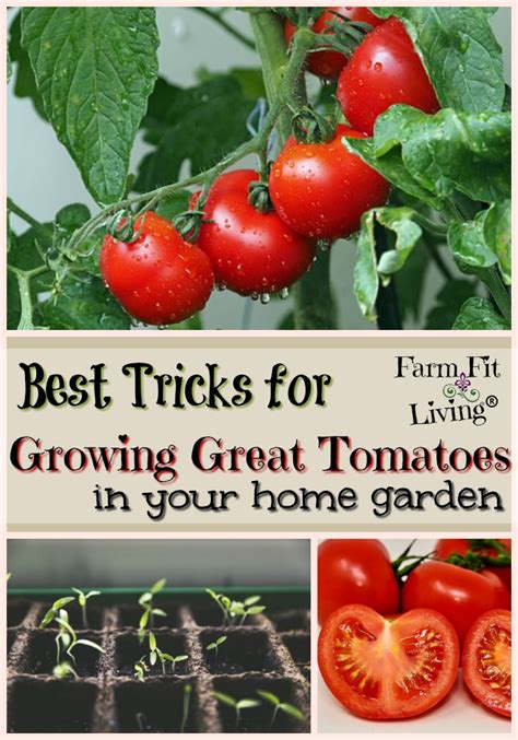 25+ Best Tricks for Growing Great Tomatoes in your Garden