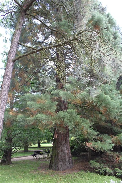 Sequoiadendron giganteum by CrusierPL on DeviantArt