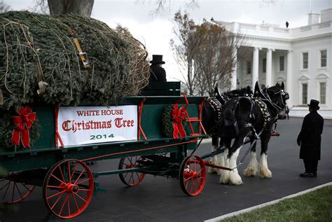 The White House Christmas tree arrives - The Washington Post