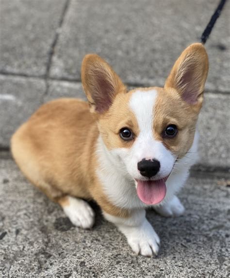 Corgi Puppies Bay Area : Cardigan Welsh Corgi Complete Guide Info Pictures Care More Pet Keen ...