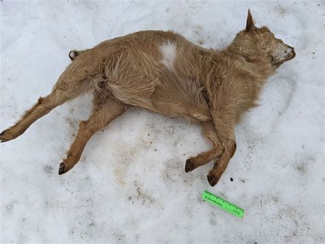 Officials looking to ID owner of dead goats found in Buxton ditch | WGME