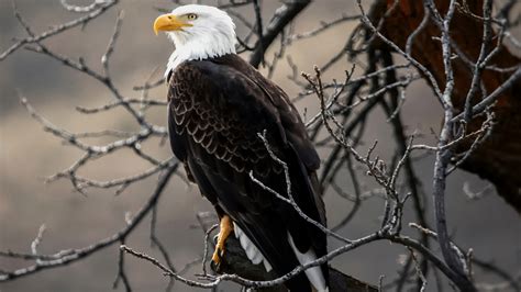 Bald Eagle On Brown Tree Branch 4K HD Wallpapers | HD Wallpapers | ID #32199